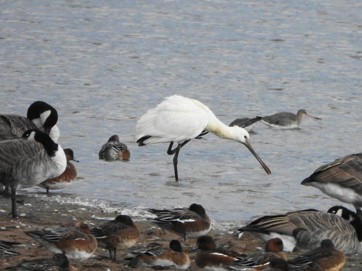 exeterbirder's tweet photo. 15 Curlew Sandpipers, 28 Greenshank and 2 Common Sandpipers on #Goosemoor + 4+ Curlew Sandpipers, Spotted Redshank, 25 Knot, 5 Barwits and Marsh Harrier over the reserve from #BowlingGreenMarsh #ViewPlatform + Spoonbill, Ruff and Snipe from the hide on a return visit this pm. https://t.co/RQ4sVM2W7d