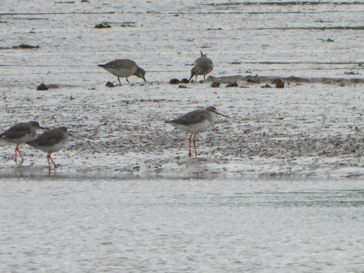 exeterbirder's tweet photo. 15 Curlew Sandpipers, 28 Greenshank and 2 Common Sandpipers on #Goosemoor + 4+ Curlew Sandpipers, Spotted Redshank, 25 Knot, 5 Barwits and Marsh Harrier over the reserve from #BowlingGreenMarsh #ViewPlatform + Spoonbill, Ruff and Snipe from the hide on a return visit this pm. https://t.co/RQ4sVM2W7d