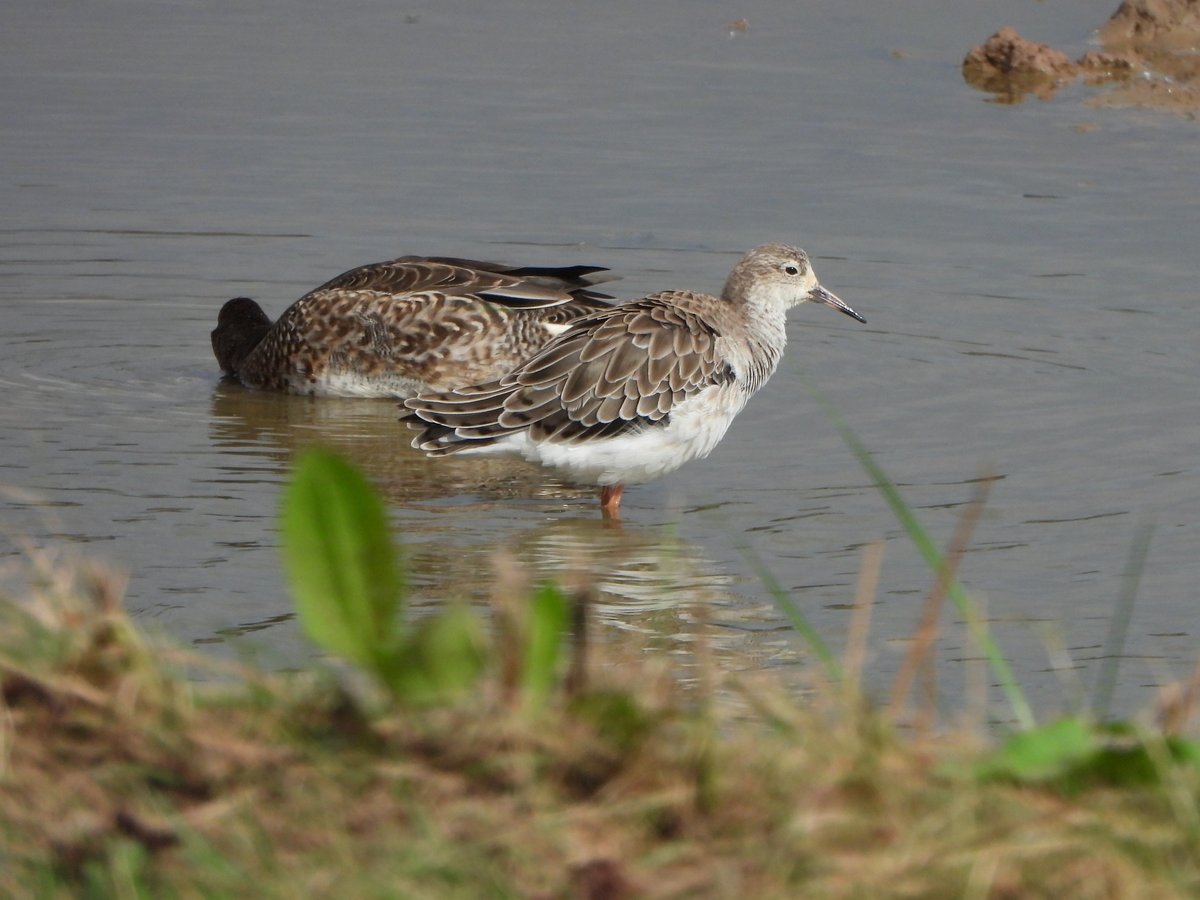 exeterbirder's tweet photo. 15 Curlew Sandpipers, 28 Greenshank and 2 Common Sandpipers on #Goosemoor + 4+ Curlew Sandpipers, Spotted Redshank, 25 Knot, 5 Barwits and Marsh Harrier over the reserve from #BowlingGreenMarsh #ViewPlatform + Spoonbill, Ruff and Snipe from the hide on a return visit this pm. https://t.co/RQ4sVM2W7d