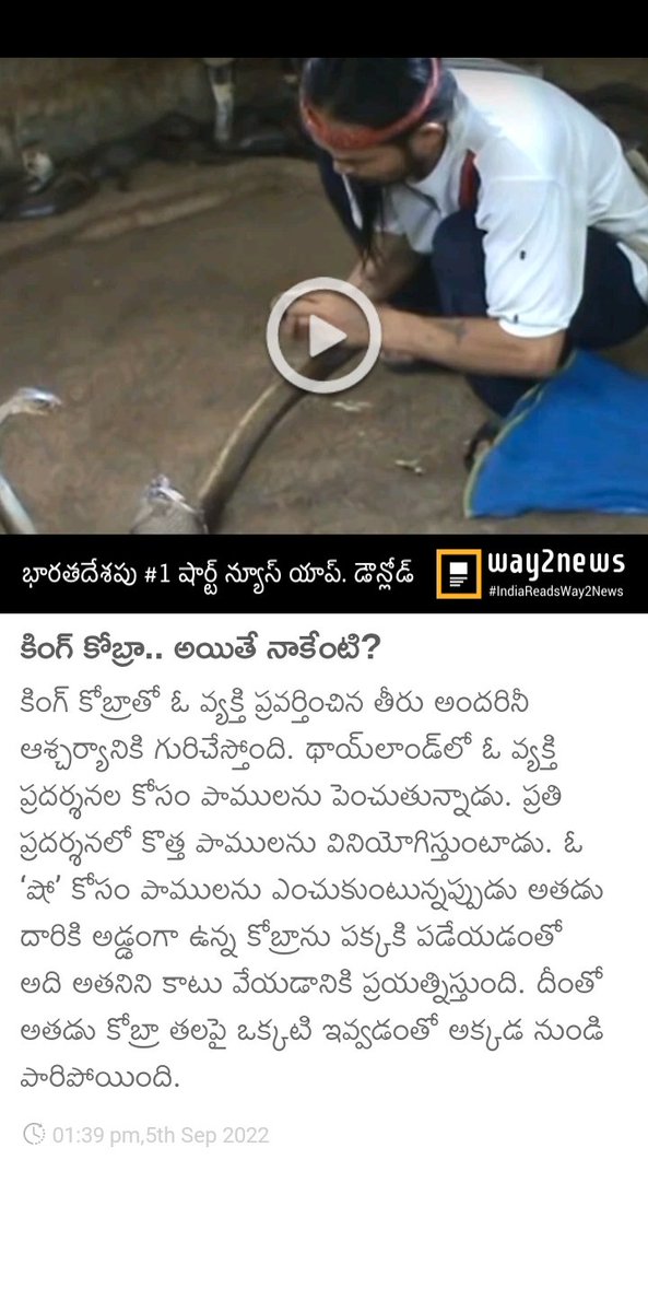 JangalaP's tweet photo. కింగ్ కోబ్రా.. అయితే నాకేంటి? 
https://t.co/bQYR234g9o https://t.co/n9d32b1BRc