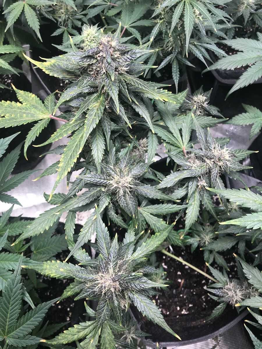oldmanweed's tweet photo. I love it when blackberry comes in season! Thanks to @Fast_Buds for the beans!
#growyourown #mmemberville #stonerfam #cannabiscommunity #GorillaCookieShowdown https://t.co/uMAB1aLbY0