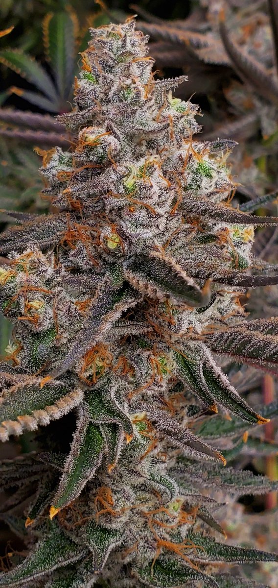 sugarleafpacks tweet media