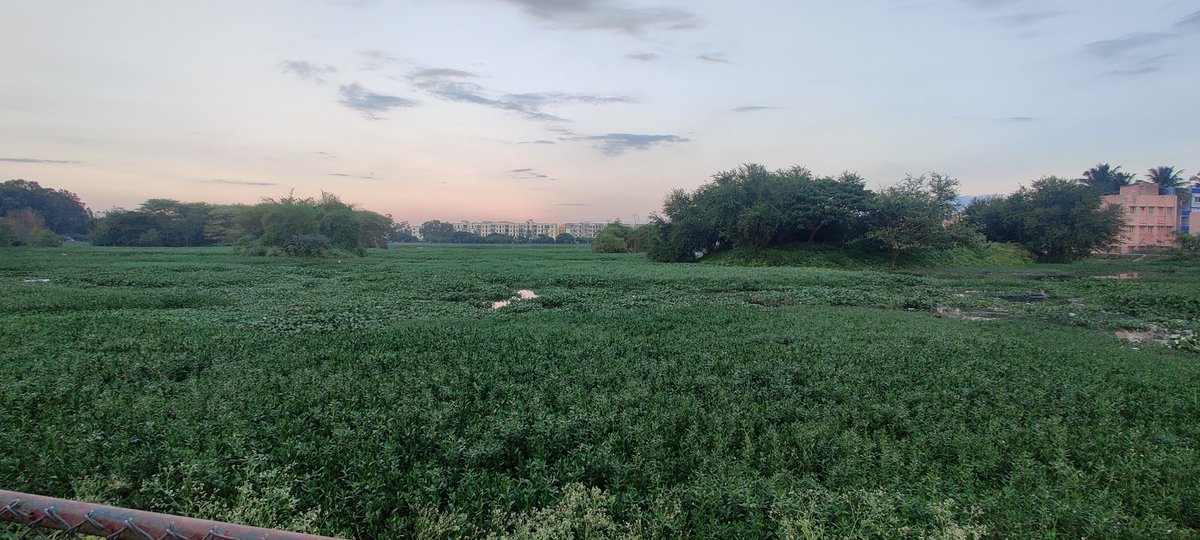 Ravikiranck's tweet photo. @ArvindLBJP This is #Vibhutipura lake...
Can be used to store all the drainage or rain water at large capacity..
Unfortunately it's full of garbage and unwanted trees...
Need immediate cleaning...
#VigyanNagar #BasavaNagar #Kaggadaspura #Mahadevpura #BengaluruRain https://t.co/azSqVkQ3y9
