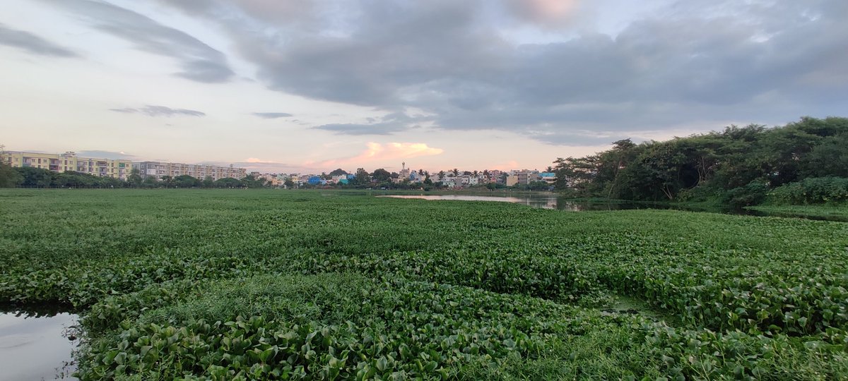 Ravikiranck's tweet photo. @ArvindLBJP This is #Vibhutipura lake...
Can be used to store all the drainage or rain water at large capacity..
Unfortunately it's full of garbage and unwanted trees...
Need immediate cleaning...
#VigyanNagar #BasavaNagar #Kaggadaspura #Mahadevpura #BengaluruRain https://t.co/azSqVkQ3y9