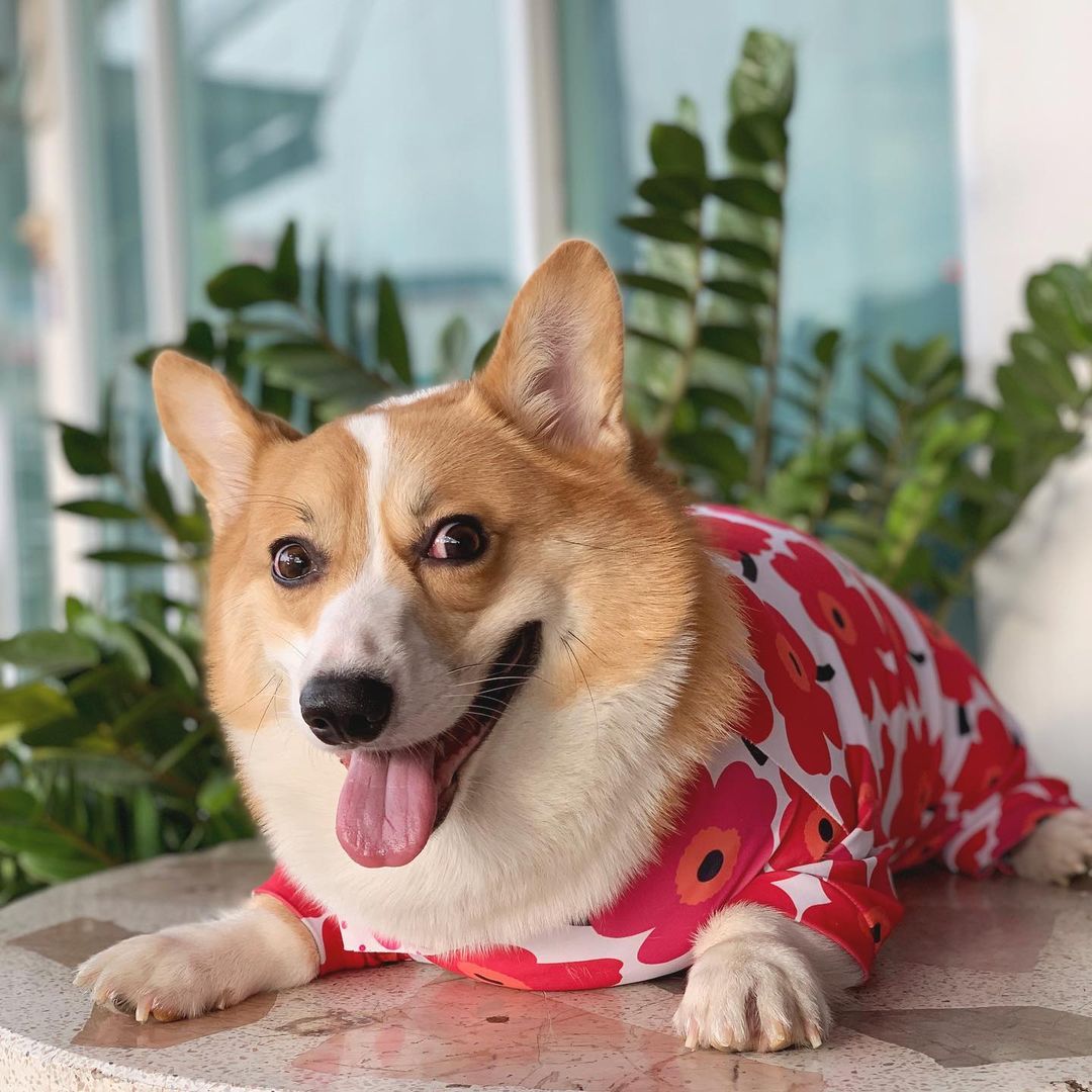 Corgi Lovers Club 🐶 (@CorgisLoverClub) / Posts / X