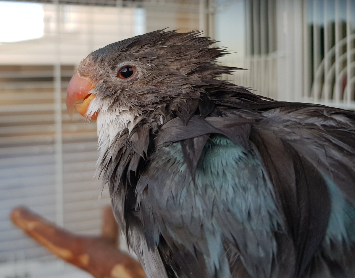 feralbutcute's tweet photo. PUNK BIRD
IS
READY
TO
ROCK https://t.co/vjRw7ednJH