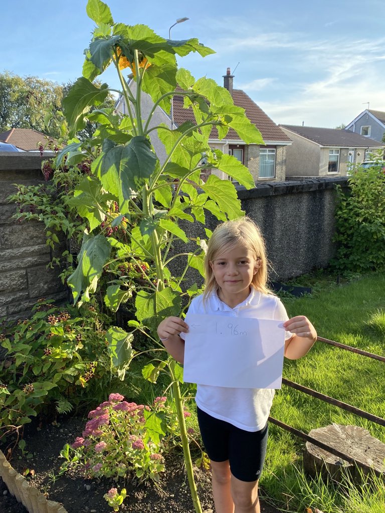 AidenProctor's tweet photo. @BPSmisskeenan @BonnybridgePS  1.96m sunflower with D https://t.co/FAl5JczXvo