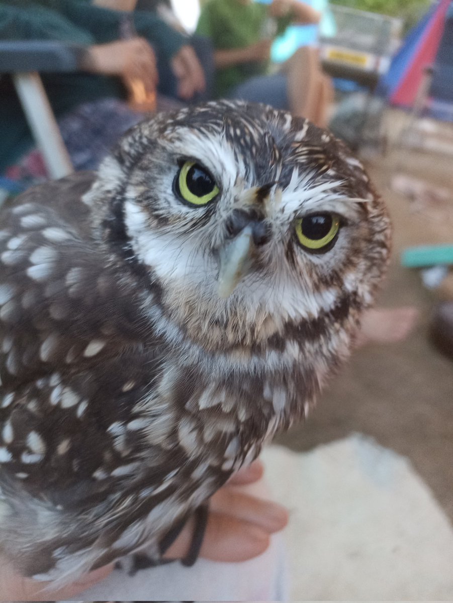 Back to #Chepstow #Castle this coming weekend, we'll be there to entertain &amp; even educate with shows &amp; fun all throughout Saturday &amp; Sunday. Great fun for all the family. <a href="/cadwcymru/">Cadw</a> <a href="/ChepstowWhatson/">Chepstow</a> #Medieval #Archery #Weaponry