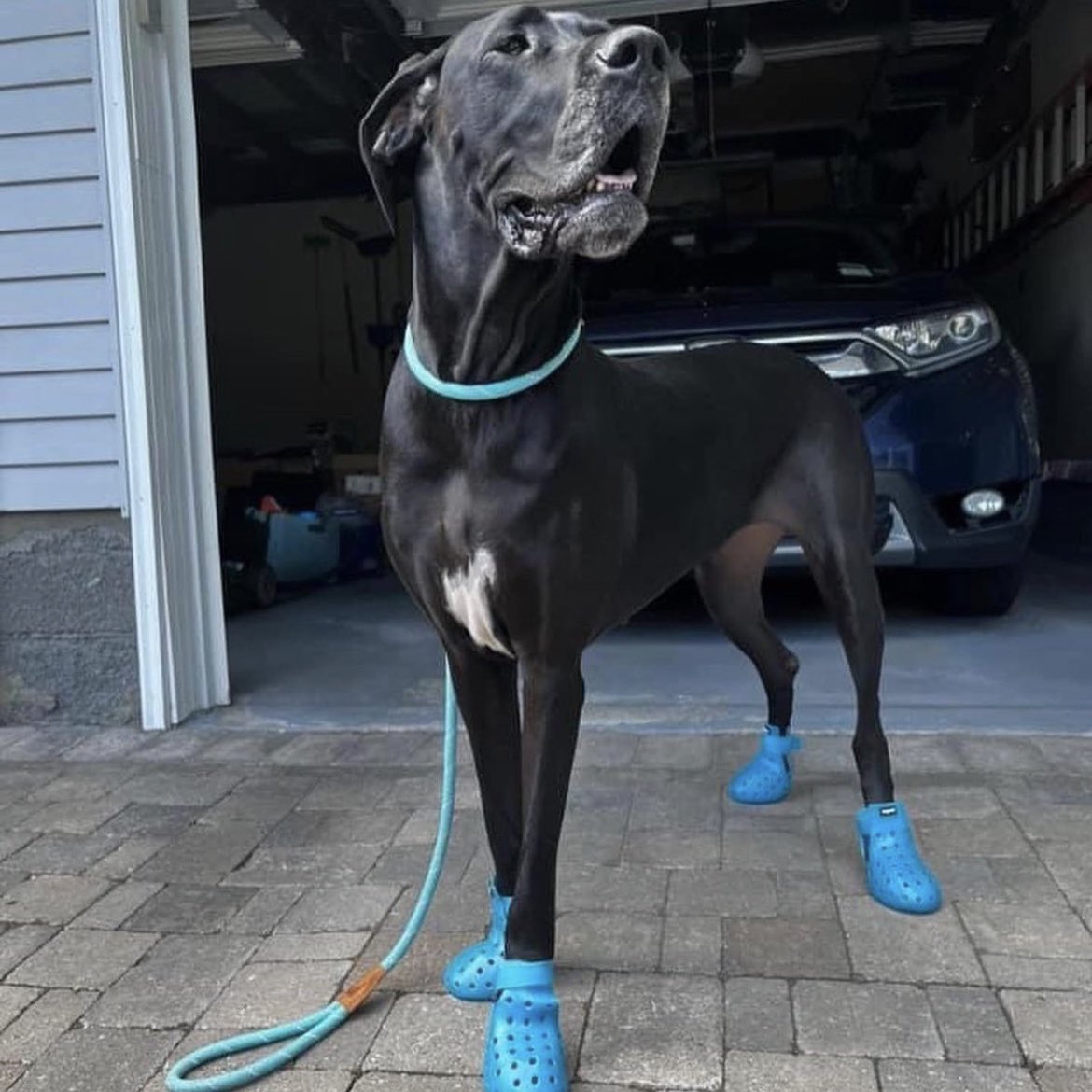 WeRateDogs tweet media