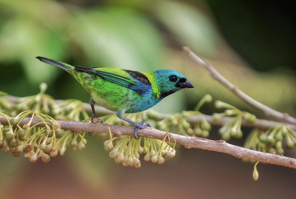 SaveTheGLT's tweet photo. This beautiful bird is a green-headed tanager (Tangara seledon) and a neighbor of the Golden lion tamarin in the Atlantic rainforest. Reforestation helps the entire habitat! Photo by Luiz Thiago de Jesus at the #AMLD #EcoParque #conservation #savetheglt https://t.co/P40auC4t6R