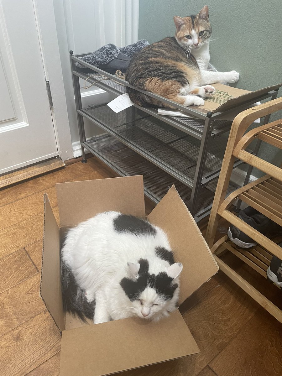 krallen4's tweet photo. Cats and their boxes https://t.co/c08nfAr4XK