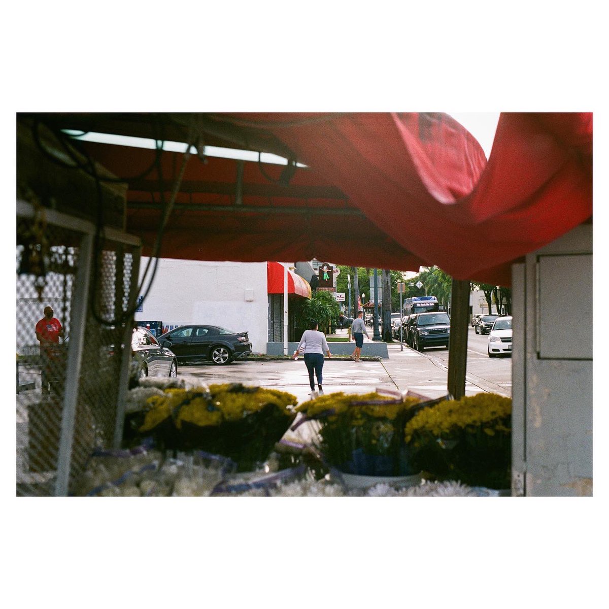 24__Exposures's tweet photo. #filmphotography #photowalk #flower in #littlehavana #miami #florida w/ #yashica #fx3 super 2000 and @FujifilmUS #xtrasuperia 400 https://t.co/Naf8Ya5322