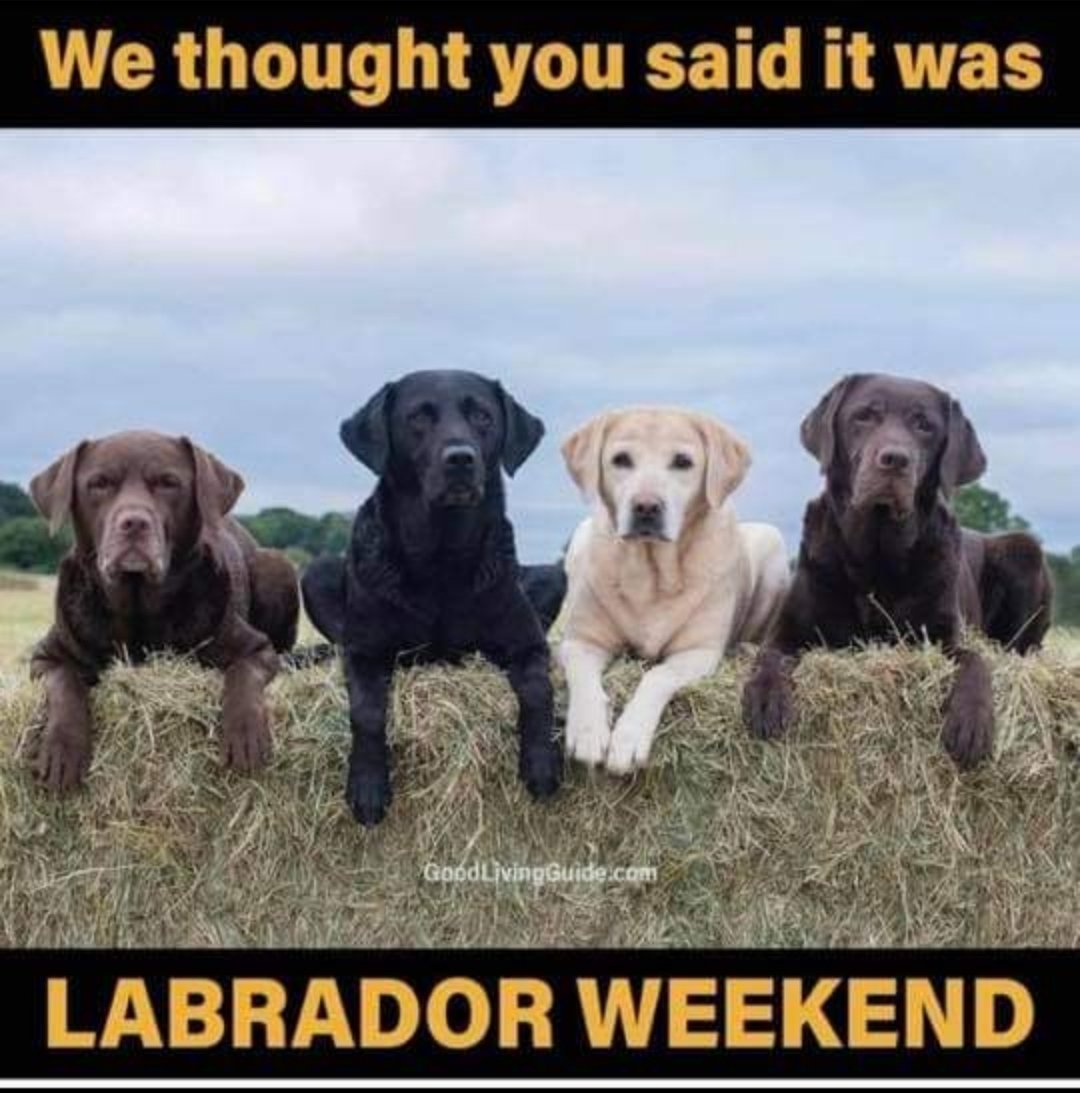 Whatever you celebrate, have a good one!
#LaborDayWeekend 
#DogsofTwittter