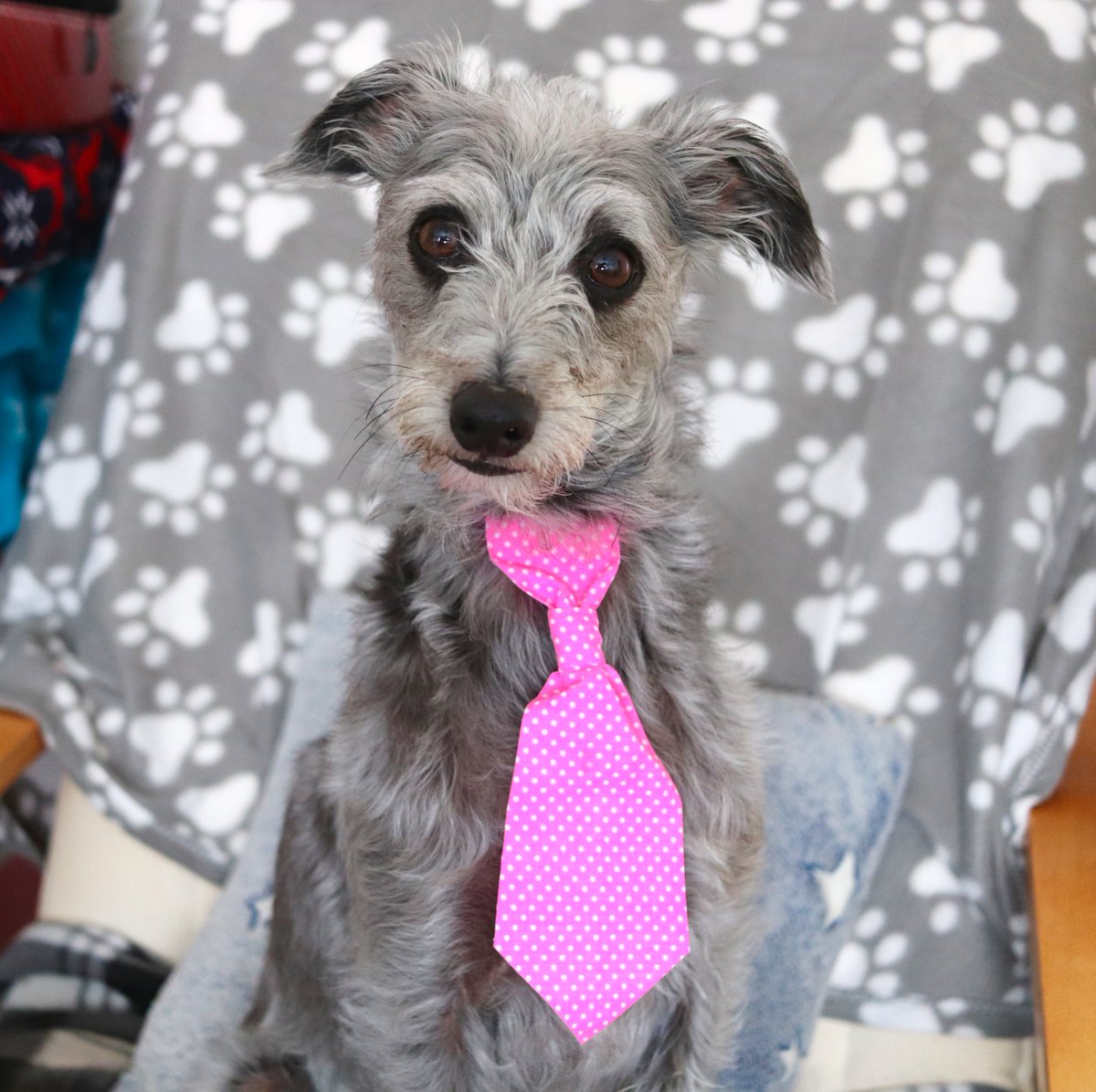 girlshirl1's tweet photo. @Ottojizzmark Raven can get things done and deliver deliver deliver! 

#TrussIssues #RavenForPM #DogsOfTwitter 🐾🐶🗳️ https://t.co/9TmvhNGsQs