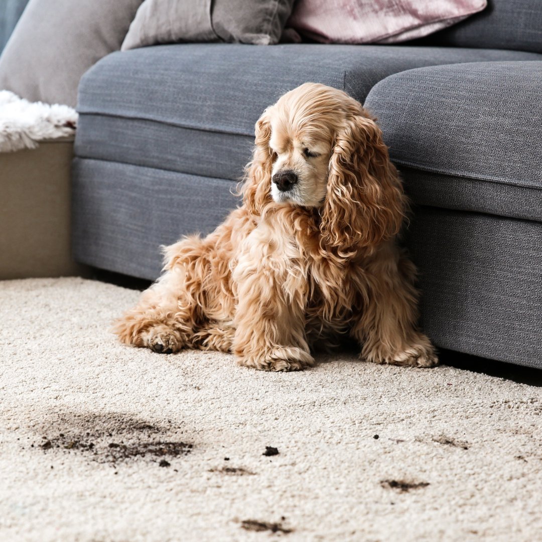 Curbicus tweet media