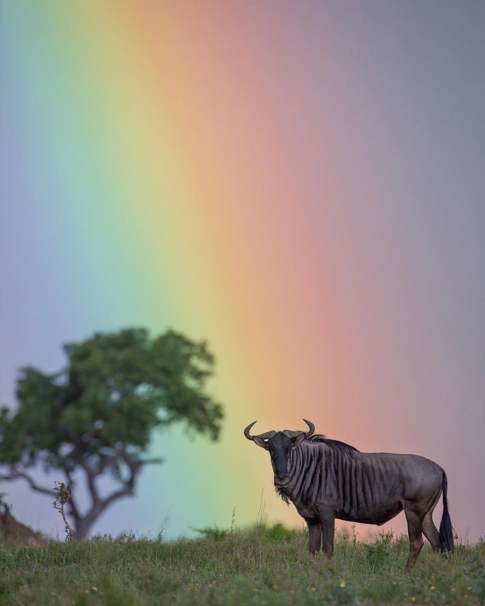 KrugerExplorer's tweet photo. Talk about capturing the moment 🌈 What a shot by IG @jamotyrrell in the Sabi Sand Reserve!
Get the only Kruger guide you'll ever need by visiting the App Store/Google Play now https://t.co/hTOdiHYHwq https://t.co/FO2M6NLfcj