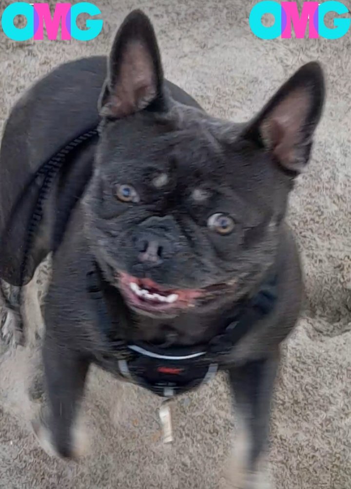 loco_bitches's tweet photo. Happy Dog 🐾 #frenchiesoftwitter #happydog #beachlife @loco_bitches https://t.co/NxiWKA4UCR