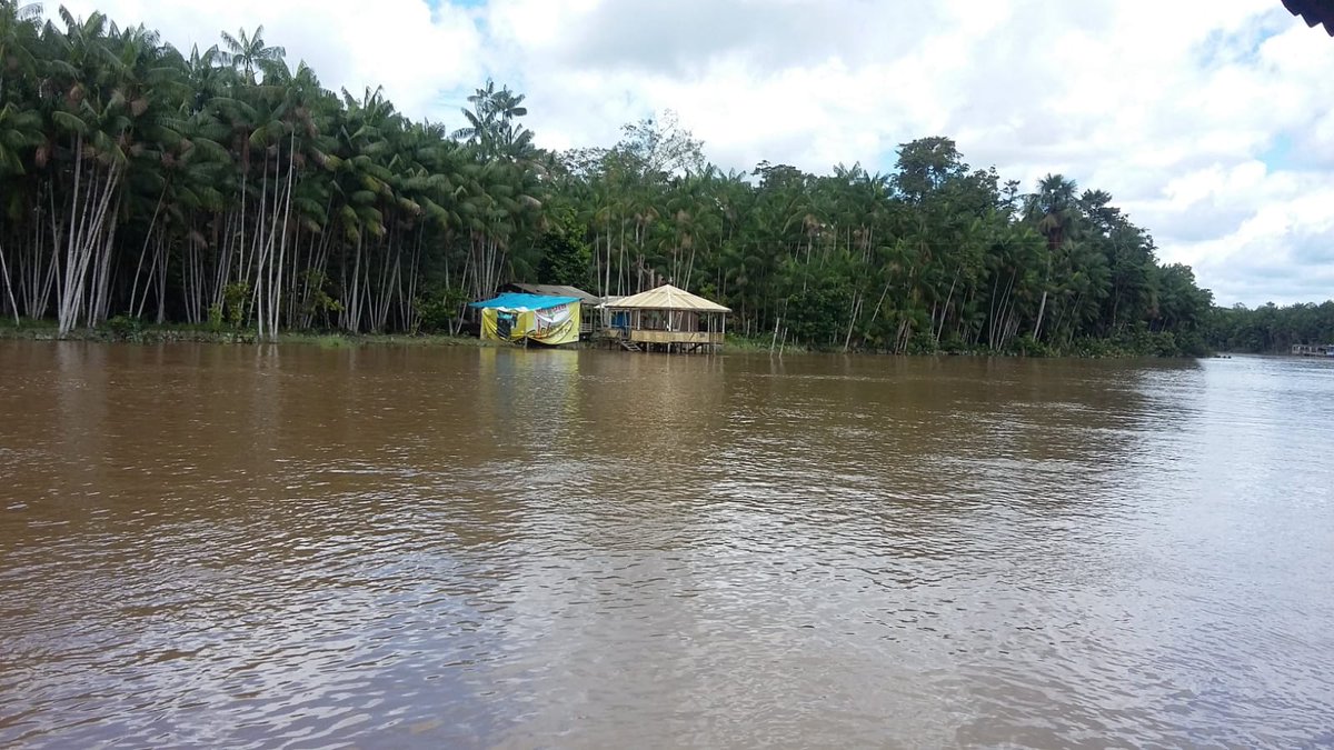 pesquisador_m's tweet photo. @Karibuxi Reserva extrativista próxima a Belém. Saudades da Amazônia!
#AmazoniaDePe https://t.co/sriMGnQp3P