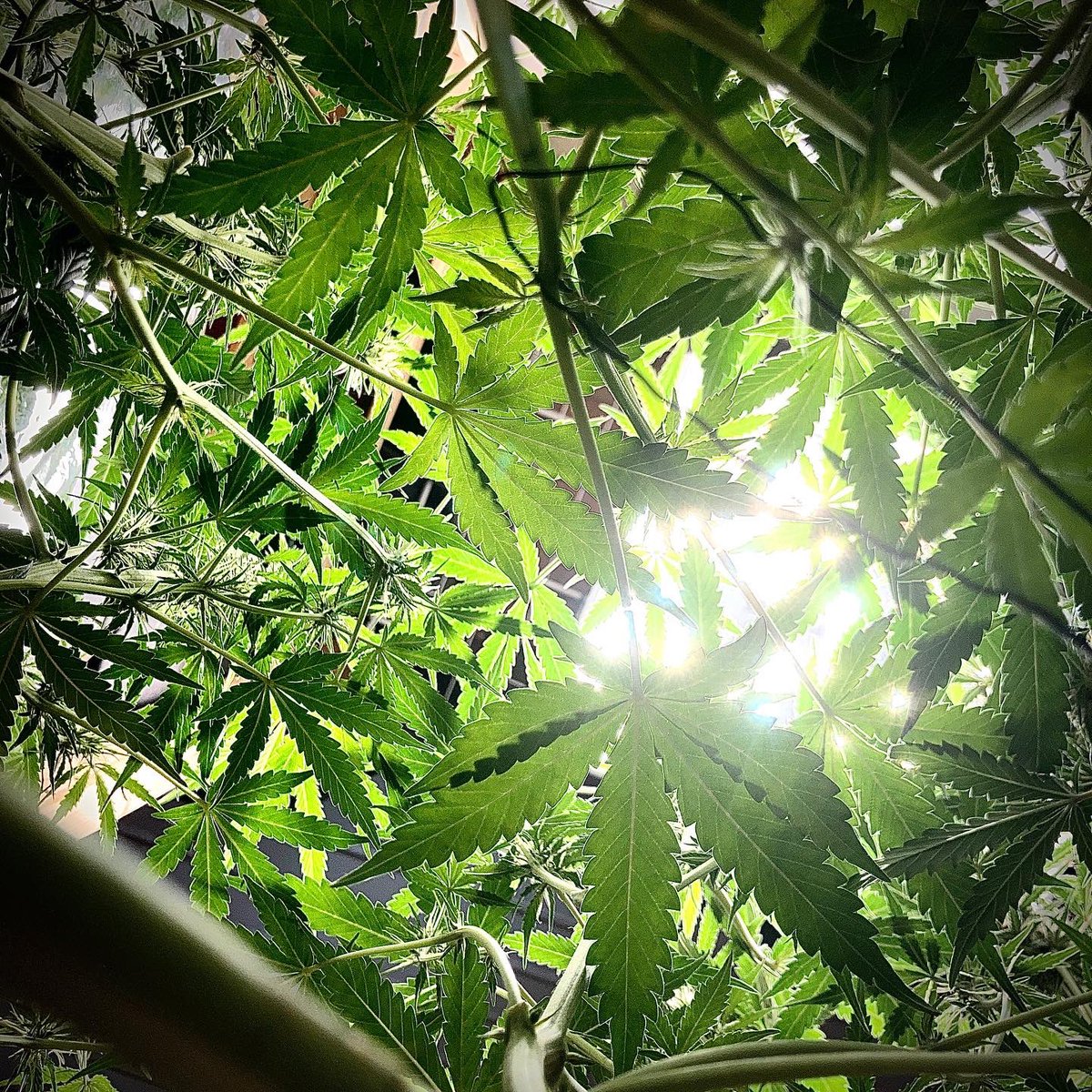 ZeitgeistCan's tweet photo. Probably my last two plants for this year. First is a #HulkBerryAuto with an outstanding fruity/sweet smell and the second is a #RoyalJackAuto with which i’ll try to make RSO for the first time. Both are from @royalqueenseeds grown in my small DIY budget Growbox. #Homegrown https://t.co/21bW59xDvo