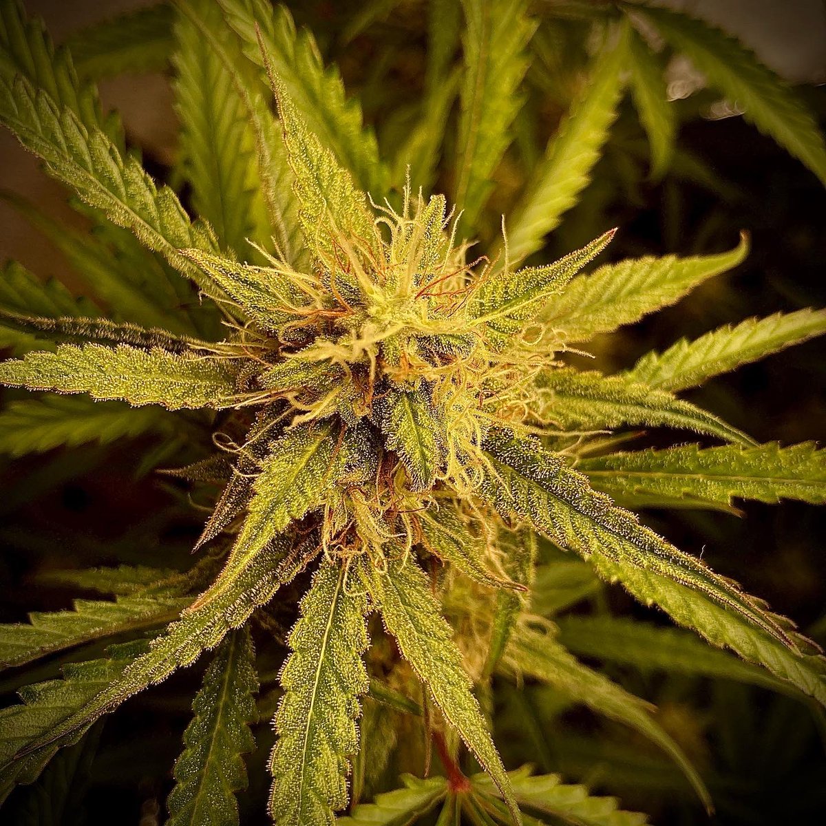 ZeitgeistCan's tweet photo. Probably my last two plants for this year. First is a #HulkBerryAuto with an outstanding fruity/sweet smell and the second is a #RoyalJackAuto with which i’ll try to make RSO for the first time. Both are from @royalqueenseeds grown in my small DIY budget Growbox. #Homegrown https://t.co/21bW59xDvo