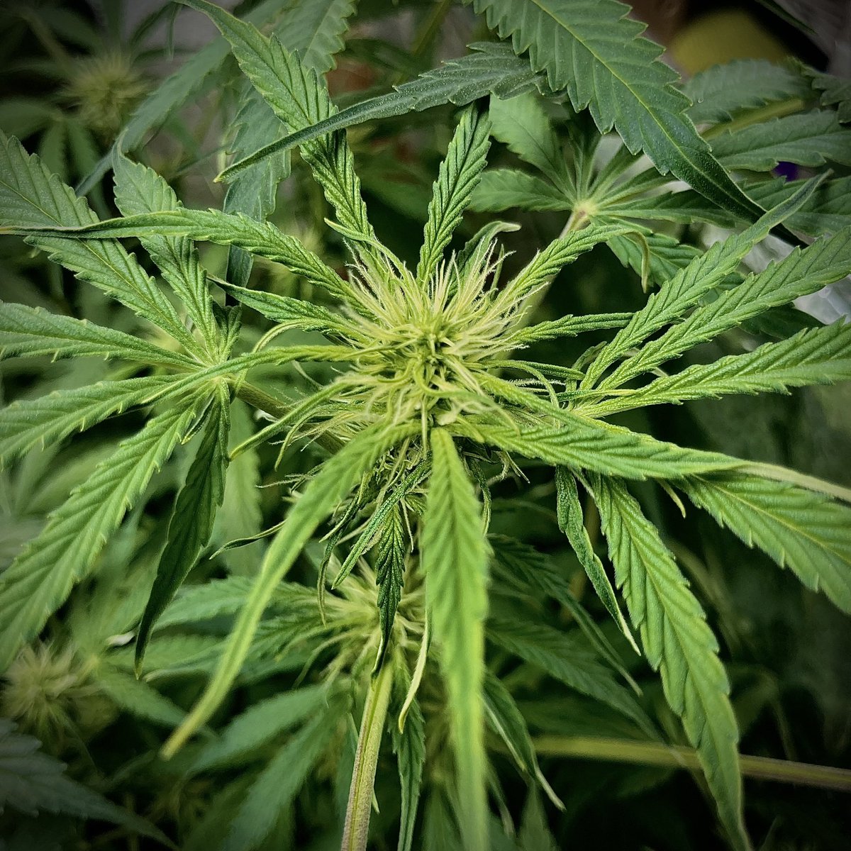 ZeitgeistCan's tweet photo. Probably my last two plants for this year. First is a #HulkBerryAuto with an outstanding fruity/sweet smell and the second is a #RoyalJackAuto with which i’ll try to make RSO for the first time. Both are from @royalqueenseeds grown in my small DIY budget Growbox. #Homegrown https://t.co/21bW59xDvo