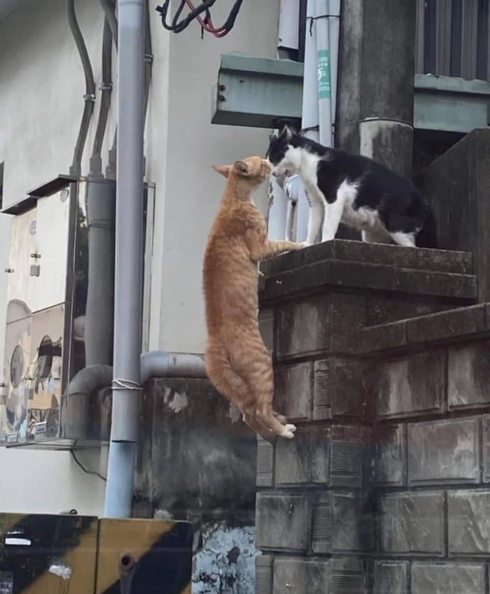 catincopen's tweet photo. Fatality https://t.co/fTDtiSCCxP