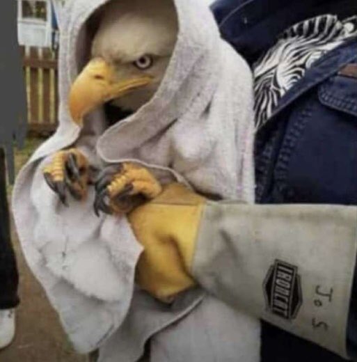 AkunneChinyere4's tweet photo. This eagle in the Nigeria coat of arm was caught trying to escape 🤣🤣🤣 https://t.co/bzMd9l9xuT