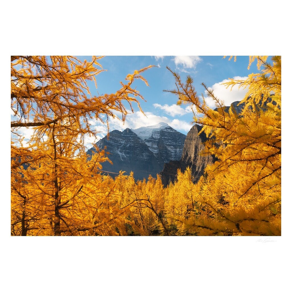 nfitzphoto's tweet photo. Love finding a good larch frame and there's not many peaks better than Mt Temple to slot into the background!

Taylor Lake small group larch photo adventure on September 25th is at the link in my profile. https://t.co/7nGl2QDENB https://t.co/R0xaU8xlly