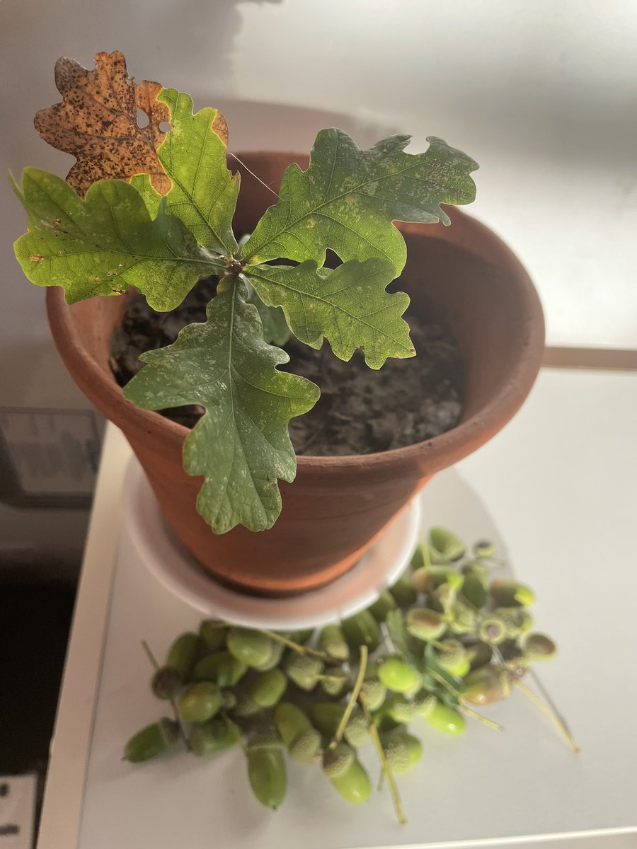 ShepTeach's tweet photo. A great first day with my class @CKingsleys We explored the idea of ‘An acorn in me’ linked to the E (Environment) in R.E.S.P.E.C.T.and the power in ourselves. The day got even better when a dozen red roses were delivered. A pretty perfect day. https://t.co/3oCKYqScdk