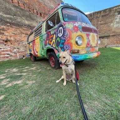 GarageStyleMag's tweet photo. We were shooting #garages for GSM this weekend and Peanut 🥜 our #rhodesianridgeback found his groove with a vintage authentic #volkswagen #vwbus - he must have been a #hippie in a past life! #vwbuslove #thegaragelifestyle #vwtype2 #vwtype2bus #vwmicrobus #vw #dogs #doggo #ri… https://t.co/da7YUOVyjm
