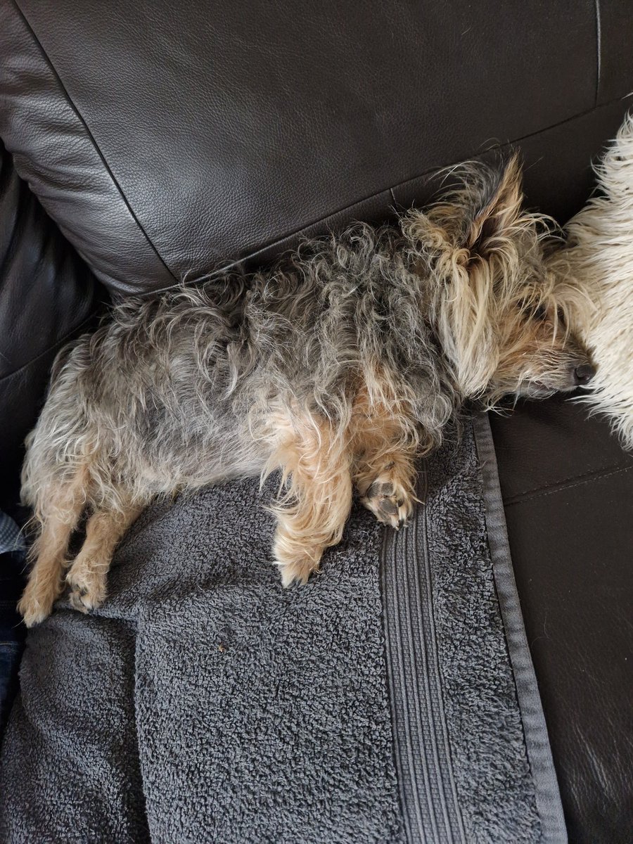 jennystape's tweet photo. Me Muvver said something about peace at last....
#TheNerve #HowRood #Snoozeling https://t.co/QBxBGA9mkK