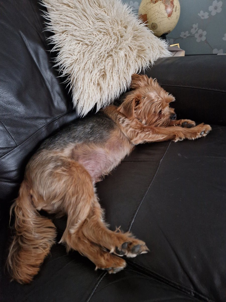 jennystape's tweet photo. Me Muvver said something about peace at last....
#TheNerve #HowRood #Snoozeling https://t.co/QBxBGA9mkK