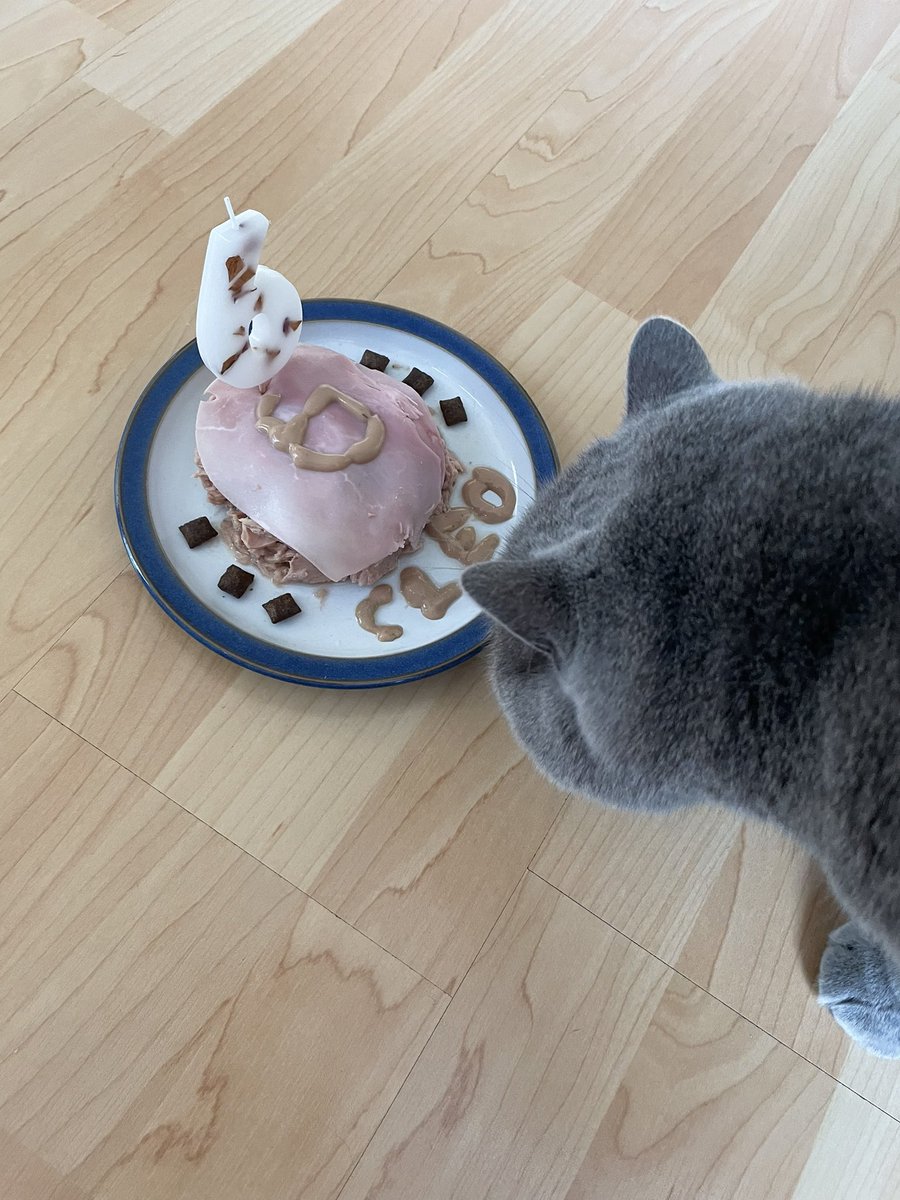 Birthday cake sniff sniff… walks away Mum is proud of her creation if anyone wants the receipt it’s below 😹😹😹 1 tin tuna 1 slice wafer thin ham 6 dreamies 1 lick e stick for name