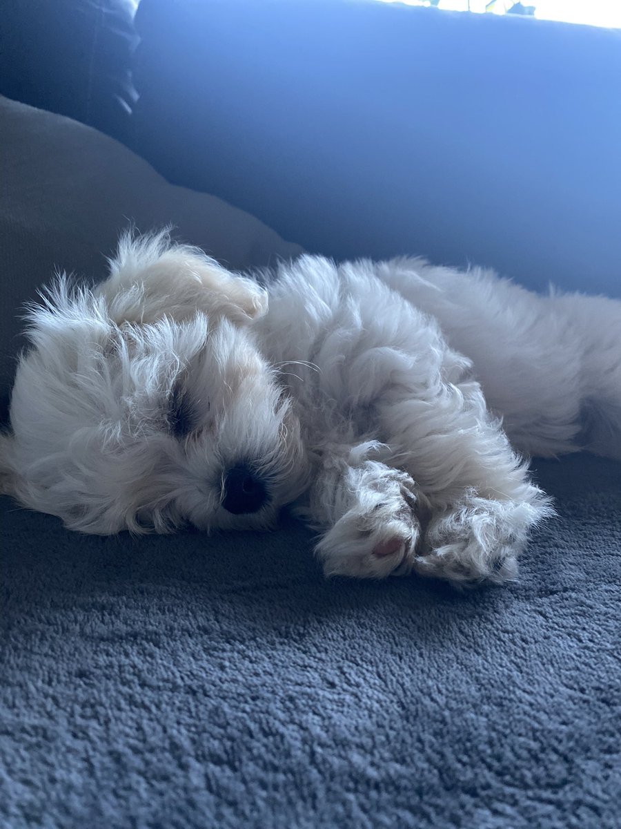 4Beluchi's tweet photo. @ein_oxymoron Gute Besserung wünscht Filou 🐶 https://t.co/jqz4qALSnT