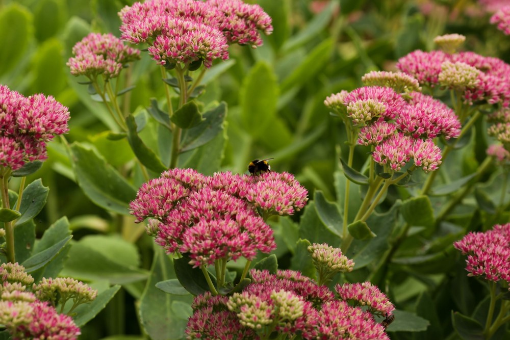 With bee numbers in decline across the globe, introducing more nectar- and pollen-rich perennials to our gardens can help avert this trend. Here are the top 10 plants for bees. theenglishgarden.co.uk/homepage-featu…