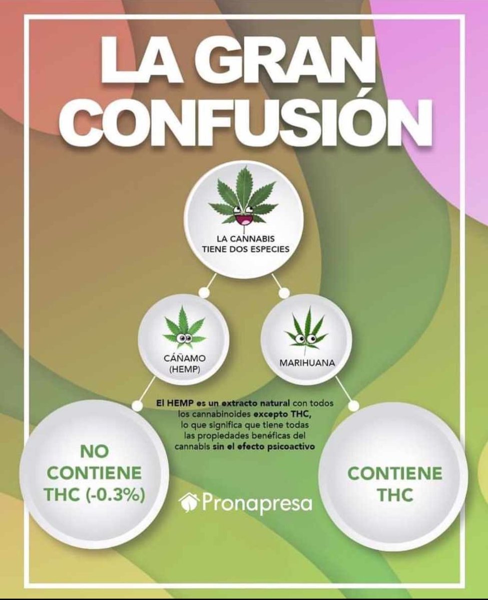 eumir10's tweet photo. La diferencia entre el #cáñamo (#hemp) y la #marihuna, radica en el contenido de #THC. El #CBD lo puedes encontrar en ambas especies de #Cannabis
El #CBD te ayuda para temas medicinales y te ayuda a desinflamar, bajar el dolor, entre otras.
El #THC es la sustancia psicoactiva. https://t.co/2hRWuu17BW