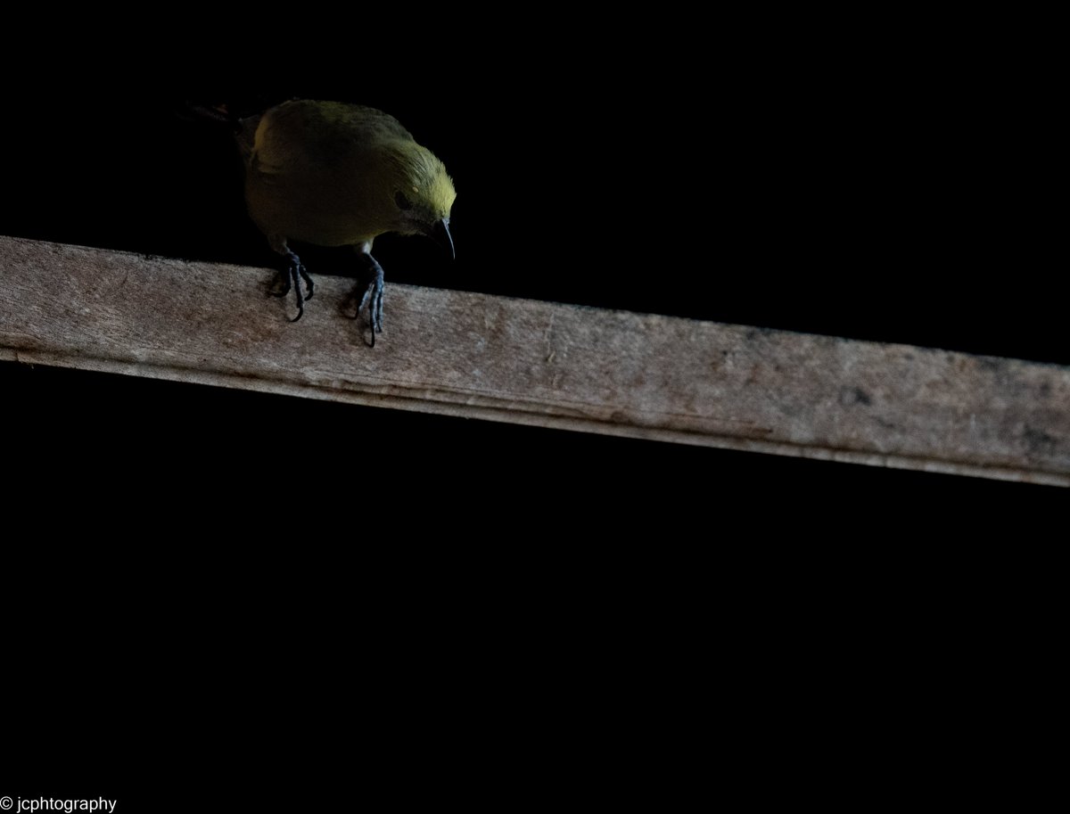 jcphtography's tweet photo. Palm Tanager. Tobago https://t.co/xORzFDzuPS
