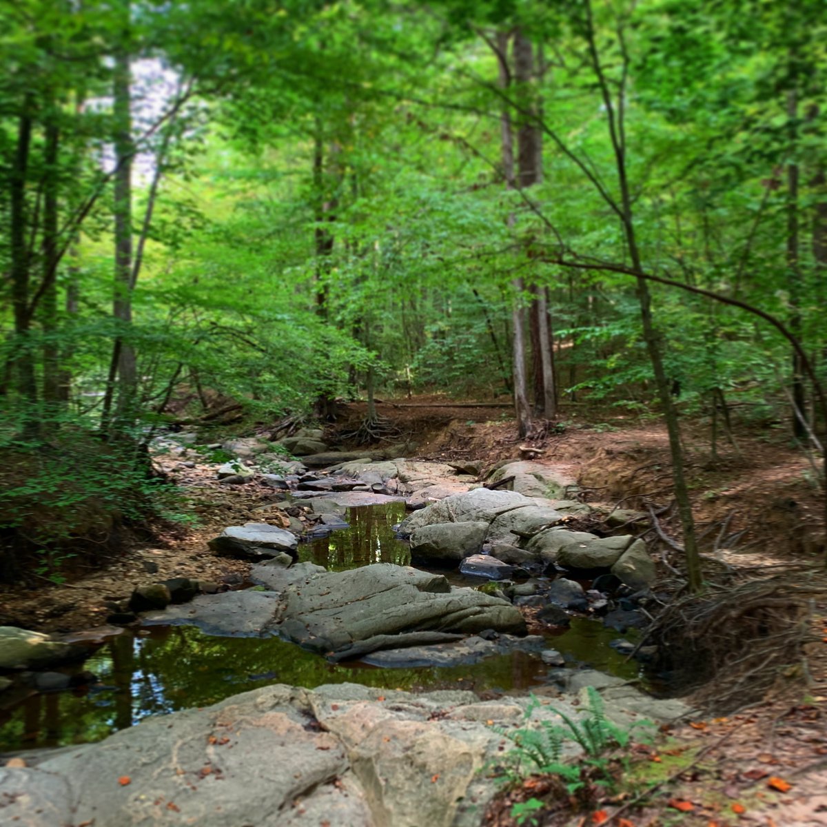 Had a nice Labor Day hike with friends at Loblolly Trail - Umstead State Park. More on Instagram.com/jbh3d_photo
.
.
.
#nature #naturephotography #trails #raleigh #raleighnc #statepark #photography #trees #naturelovers #nature_perfection #umsteadstatepark