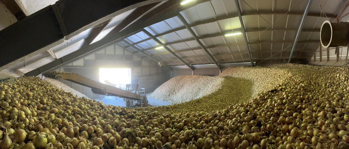 vd_knijff's tweet photo. Uienoogst 2022 afgerond. Eentje voor in de boeken! #Knijffagro https://t.co/colVe2U1kw