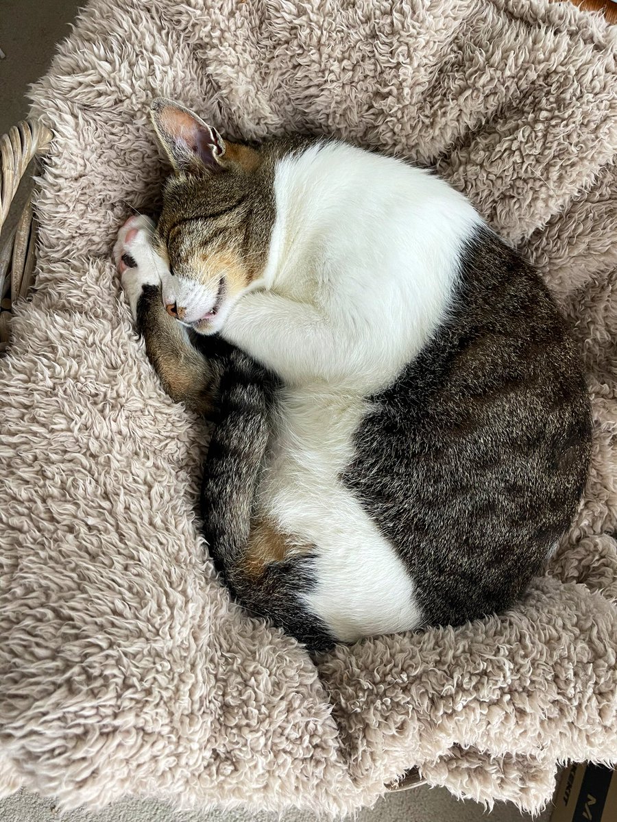 MsMonikaMiles's tweet photo. Another rainy day, another napping photo of Cutie Patootie 🤍🤍🤍 hugging his one leg 😻😻😻

#AdoptDontShop #CatsOnTwitter #Cutie https://t.co/lqYo1uHyNk