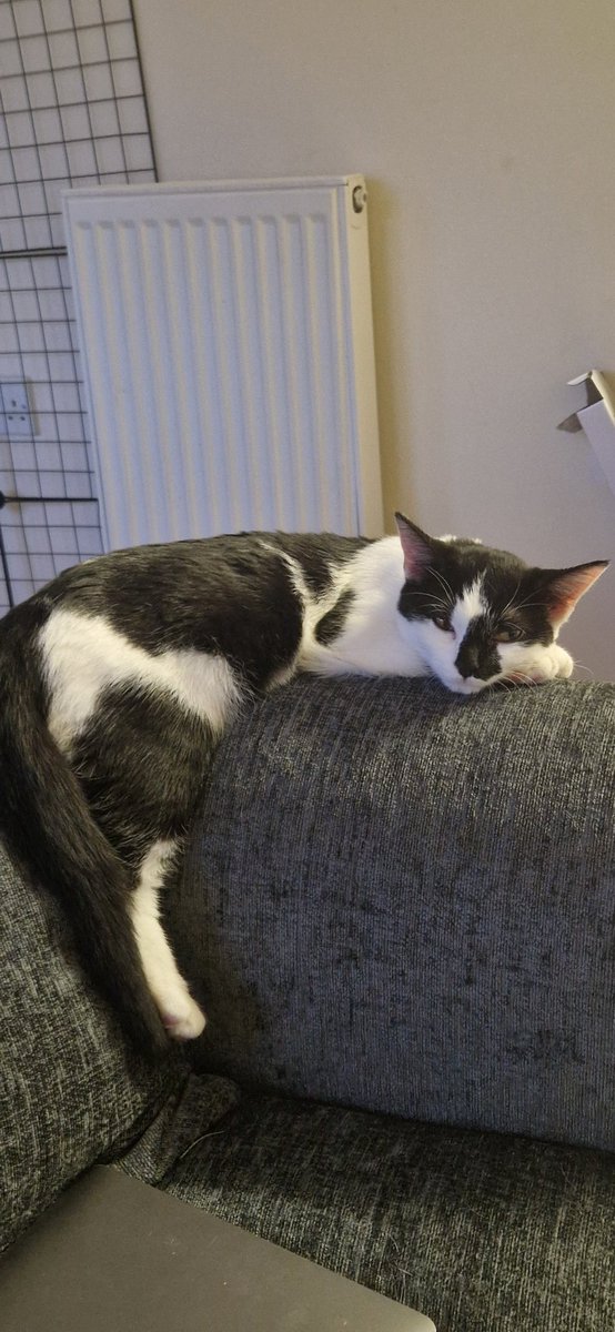 weenieonthings's tweet image. Weenie on arm of chair