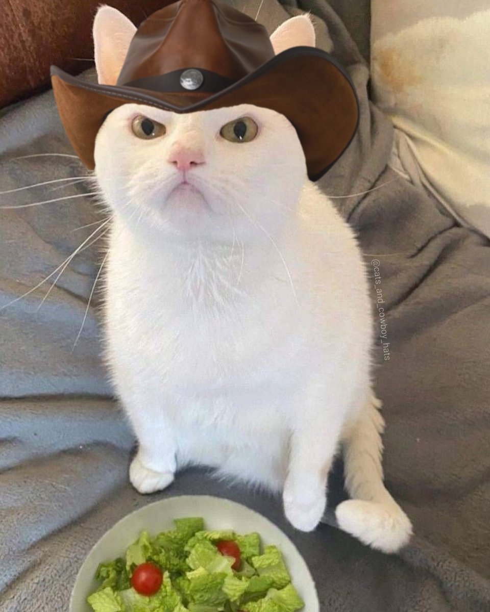 Cats And Cowboy Hats (@cowboycats) on Twitter photo 