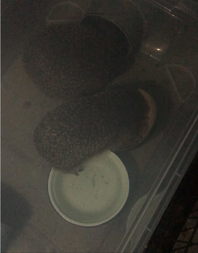 Paulus_Paulala's tweet photo. Poeh het is gewoon nog lekker #warm buiten. 🌸🌸🌸
Aan de koffie met m'n🦔 vriendjes #egelspam #HelpDeEgel https://t.co/biLYGtOlw3