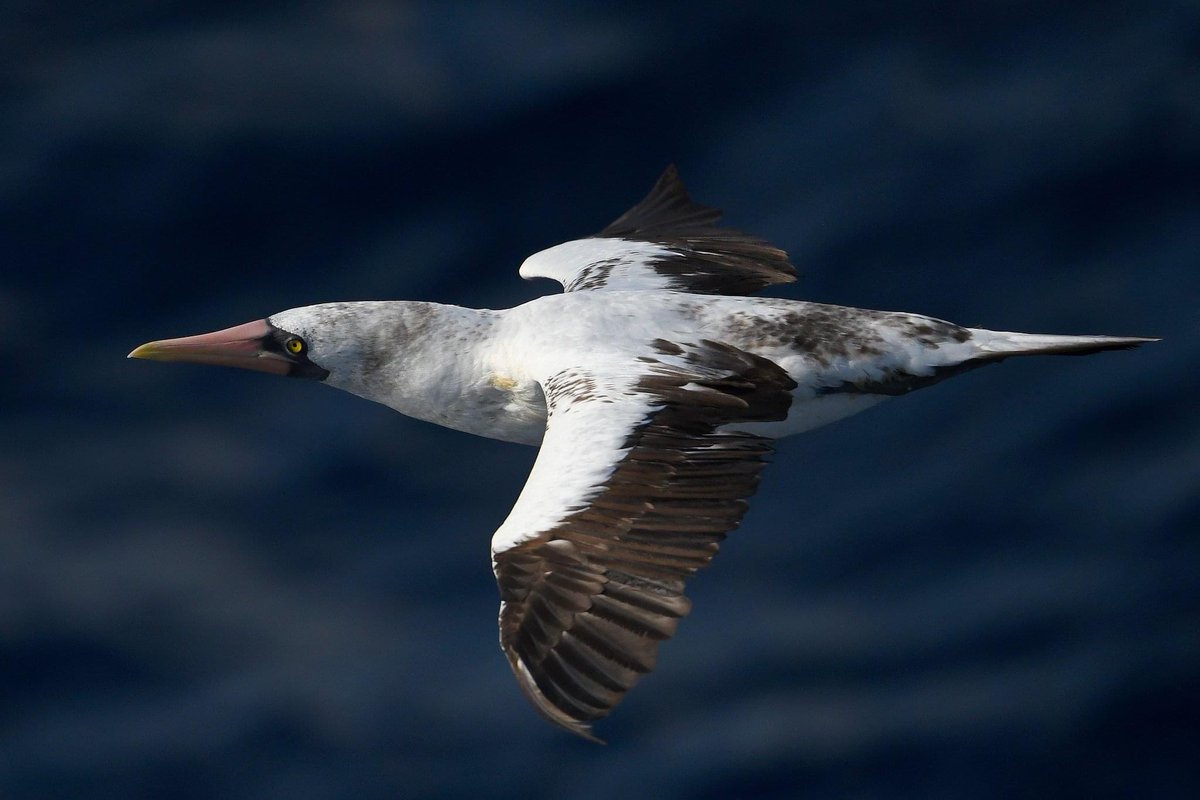 CrossleyIDGuide's tweet image. Aug soft-man’s Carnival pelagic from LA to Puerto Vallarta Mx. New boat. Excellent. FaLots of Masked, Red-ft, Brown plus a few Nazca. Almost constant Storm-Petrels - Leaches-types, Townsend’s, Black, Least and Wedge-r. 18 Cook’s 1 Tahiti Petrel. Shear’s incl Wedge-t. 10 RTTR.