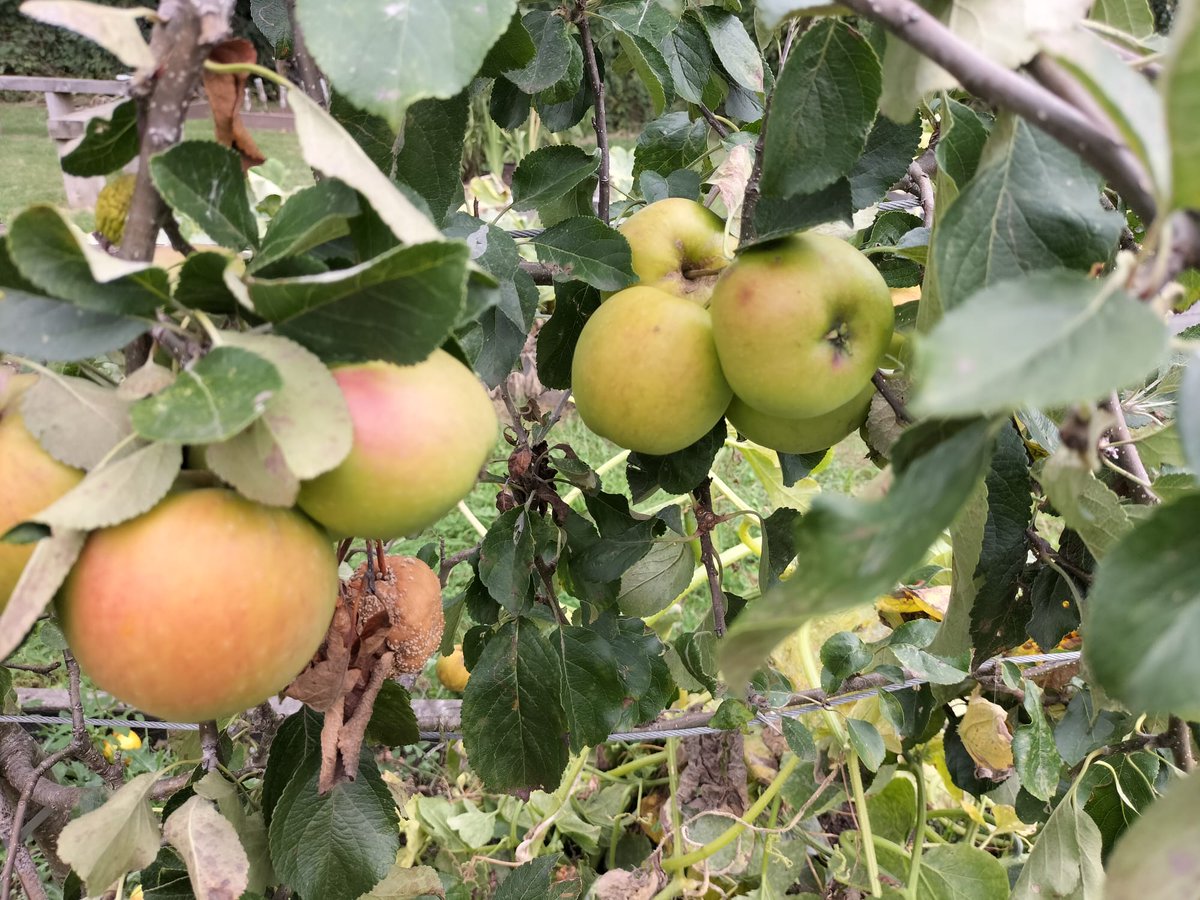 KatesHillPri's tweet photo. @GetHandsOnUK @TreesforCities @PrimaryGardens1 @BHAPottingSheds @The_RHS a good crop from our edible playground . https://t.co/17t0HOrOt5