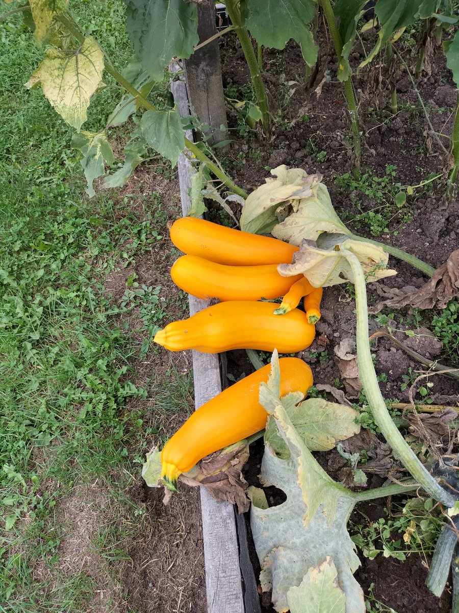 KatesHillPri's tweet photo. @GetHandsOnUK @TreesforCities @PrimaryGardens1 @BHAPottingSheds @The_RHS a good crop from our edible playground . https://t.co/17t0HOrOt5