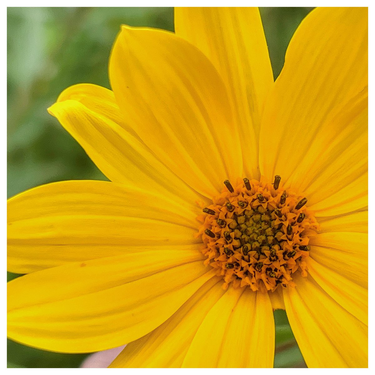 Petirrojo57's tweet photo. Hope your day is filled with sunshine but if it is not, count on your local #prairie to bring it

#nativeplants #prairieplants #nativewildflowers https://t.co/Td2vymEUmq