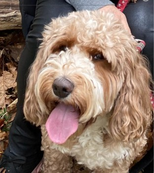 millypod1's tweet photo. 🆘5 SEPT 2022 #Lost RUBY #Tagged
Caramel Brown Cockerpoo Female
Thibet Woods between #Crowthorne & #Sandhurst
#GU47
SIGHTINGS PLZ ☎️07936991701/ 07824661287
https://t.co/4br39YgJrZ https://t.co/yj6mvqi0ZB