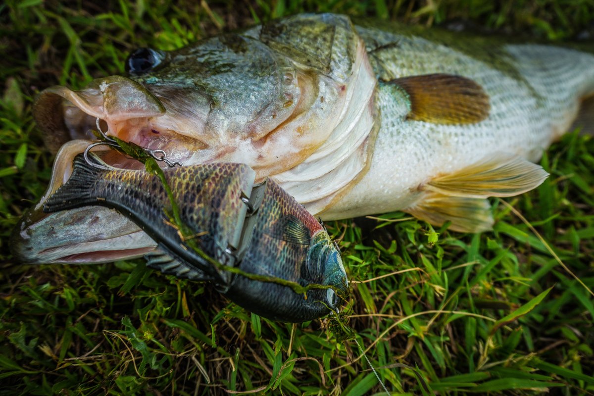 KastKingUSA's tweet photo. "Hard work betrays none.” – Hachiman Hikigaya
-
#bassfishing #madbite #kastking https://t.co/zJuCrQ2BEj