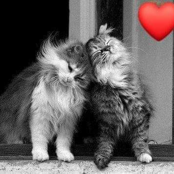 #صورة_ملف_شخصي_جديدة